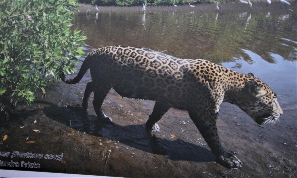 Comparten con la niñez y juventud importancia de proteger al jaguar