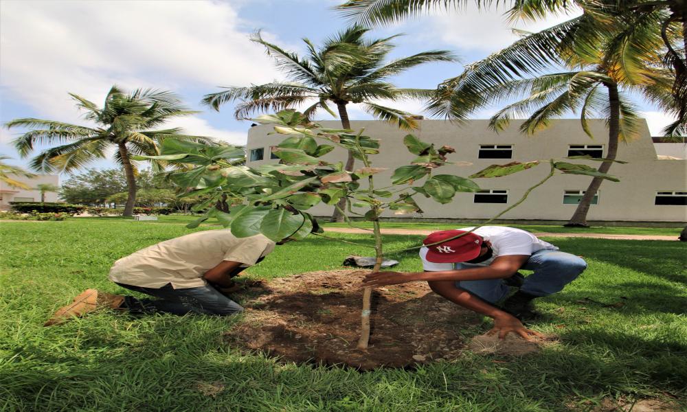 Entregan Magnolia Vallartensis para reproducir en CUCosta