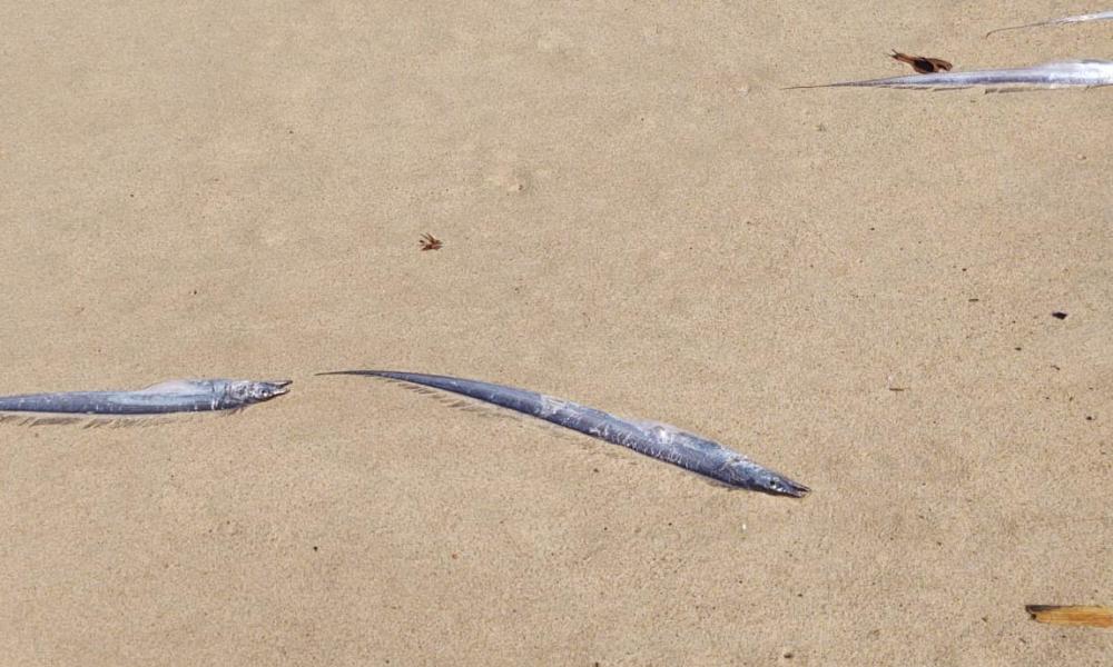 Peces sables se alimentaban en la superficie cuando fueron sorprendidos por depredadores