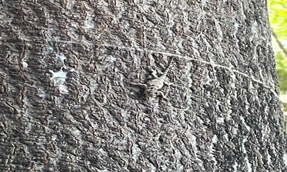 Registran con fotografías la diversidad biológica en río Pitillal