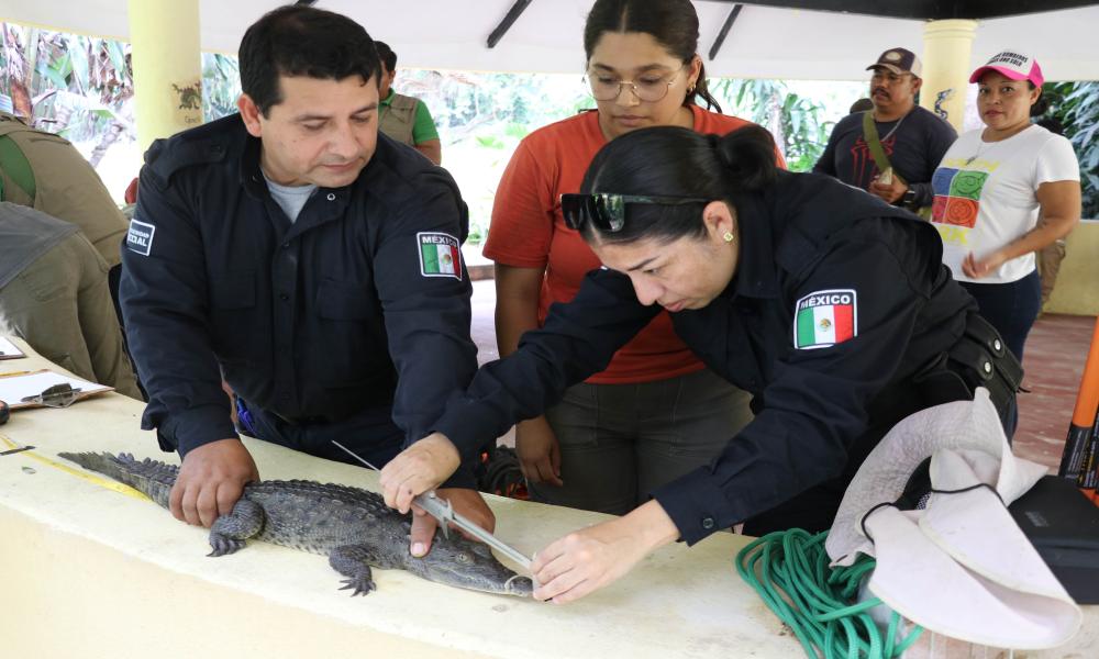 Preservar a los cocodrilos es conservar nuestros ecosistemas