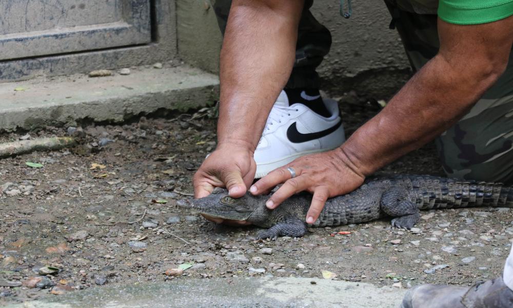 Preservar a los cocodrilos es conservar nuestros ecosistemas