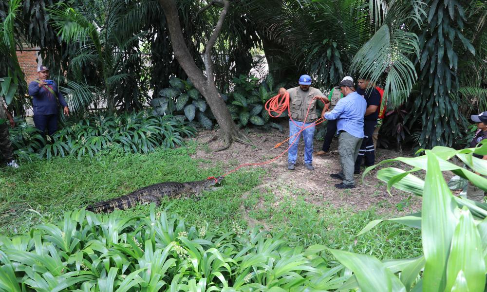 Preservar a los cocodrilos es conservar nuestros ecosistemas