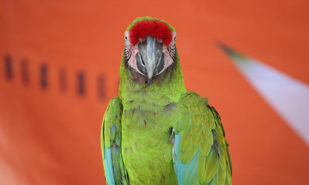 Celebra CUCosta el Día Mundial de los Animales con la Feria Ambiental