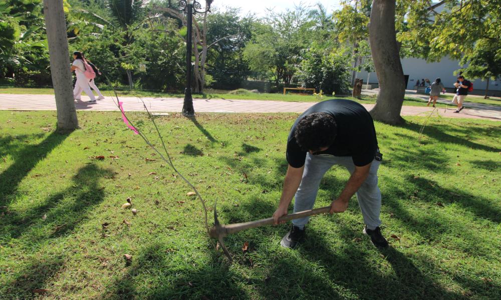 Estudiantes del CUCosta participan en jornada de mantenimiento y reforestación de áreas verdes universitarias