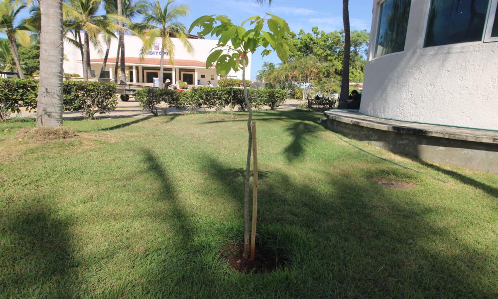 Estudiantes del CUCosta participan en jornada de mantenimiento y reforestación de áreas verdes universitarias