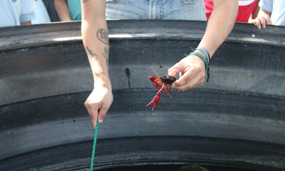  Dr. Diego Galaviz presentó diversas especies de camarones a los niños y niñas de la Escuela Primaria Ignacio Allende, del Fraccionamiento Altavela en Bahía de Banderas, Nayarit
