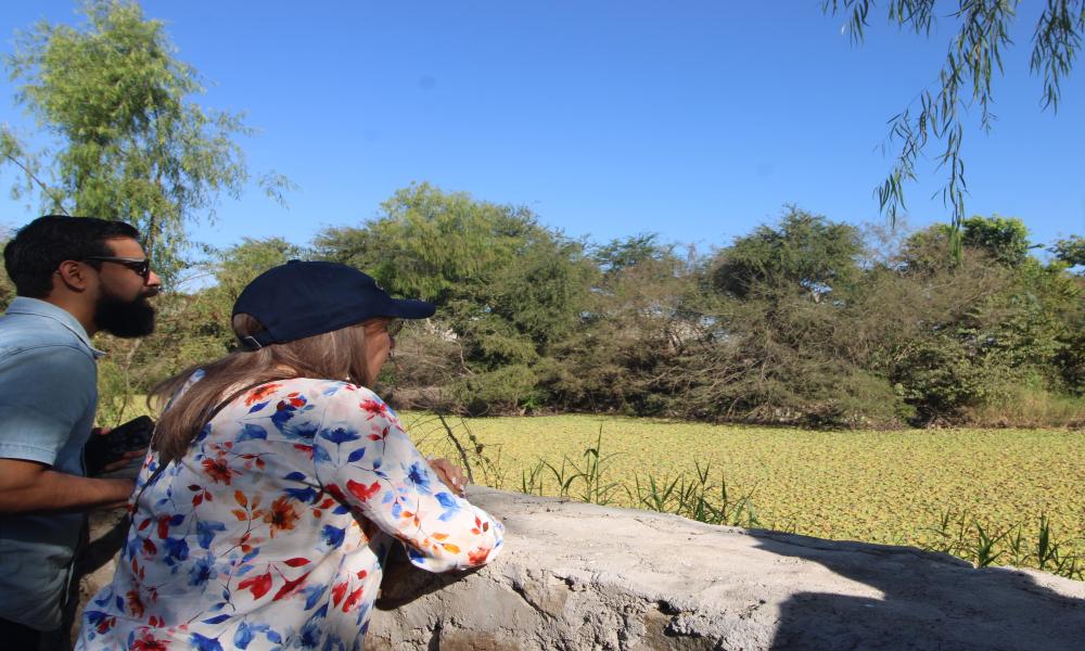 Impulsan estrategia interinstitucional para proteger el hábitat de la tortuga Casquito Vallarta