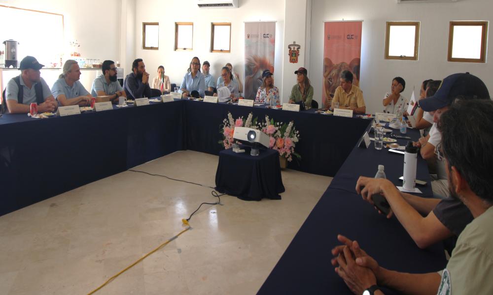 Impulsan estrategia interinstitucional para proteger el hábitat de la tortuga Casquito Vallarta