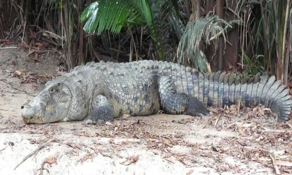 CUCosta fortalece la investigación, capacitación y educación ambiental sobre cocodrilos en la región costera de Jalisco y NayaritCUCosta fortalece la investigación, capacitación y educación ambiental sobre cocodrilos en la región costera de Jalisco y Nayarit