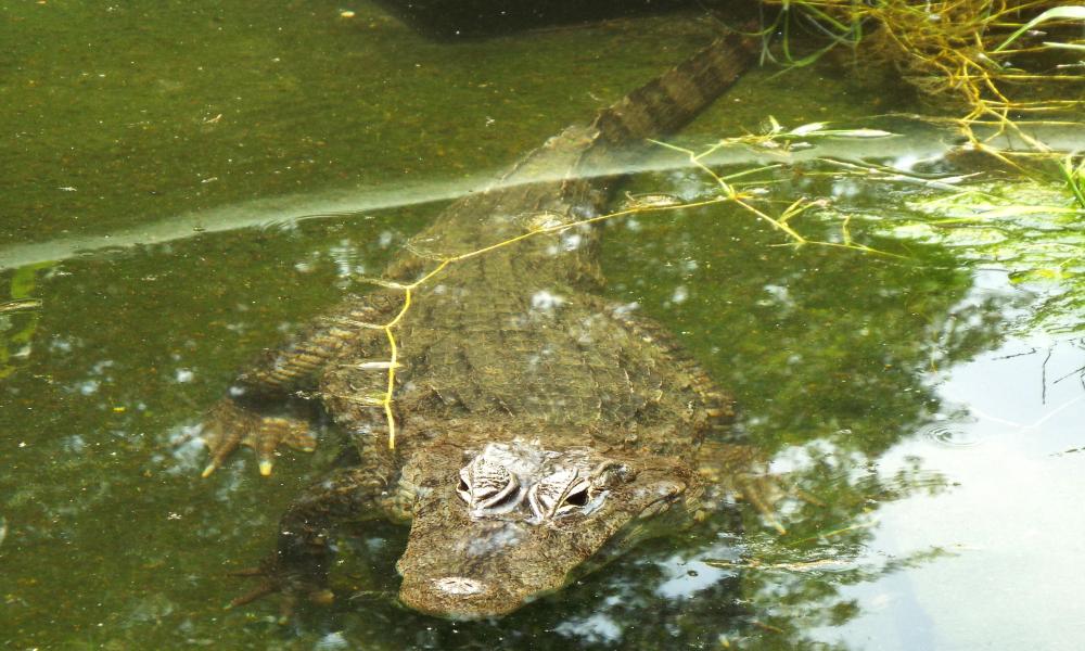 CUCosta fortalece la investigación, capacitación y educación ambiental sobre cocodrilos en la región costera de Jalisco y Nayarit