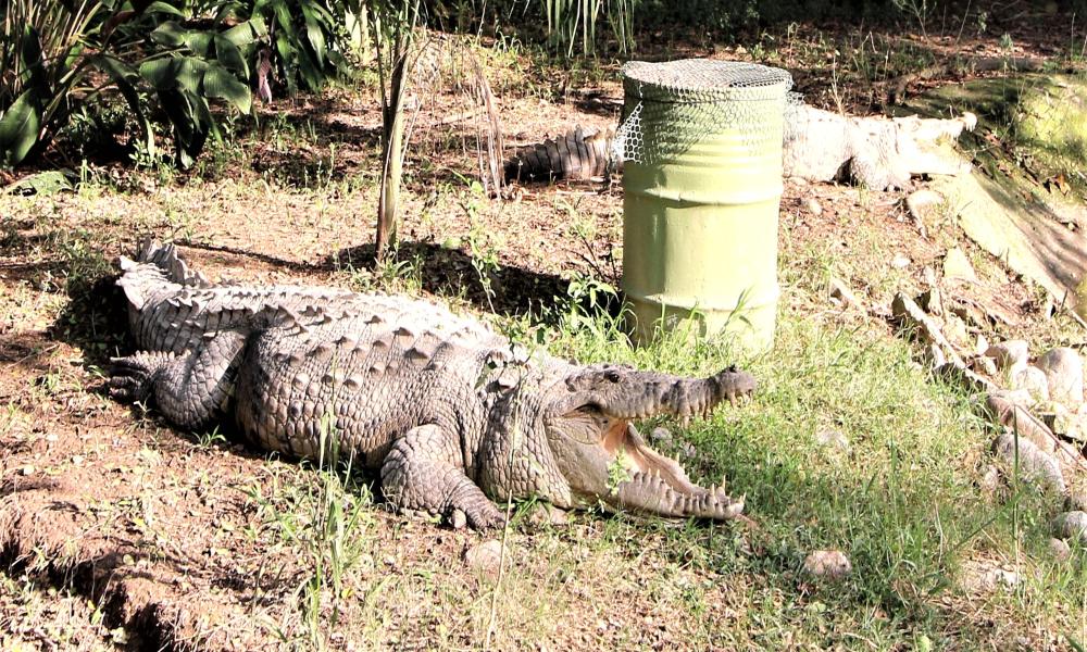 CUCosta fortalece la investigación, capacitación y educación ambiental sobre cocodrilos en la región costera de Jalisco y Nayarit