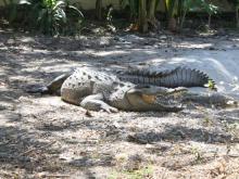 Los Reptiles “Mitos y Realidades” en Sábados de la Ciencia del CUCosta