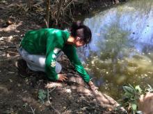 Liberación de 33 cocodrilos del CUCosta en el estero El Salado