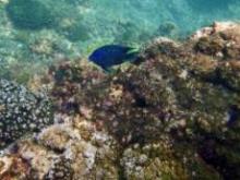 Disminuyen en el mundo 30% de los arrecifes coralinos