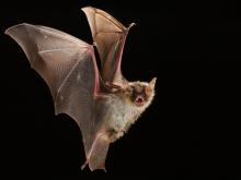 Experto presentará conferencia para niños sobre murciélagos