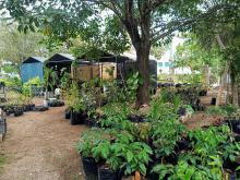 Vivero del CUCosta produce más de 800 plantas al año