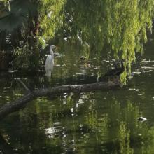 “Urge Proteger Zonas de Aves Migratorias” Dr. Langle Flores