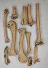 Hallan huesos de guajolote en sitio arqueológico de la costa de Jalisco