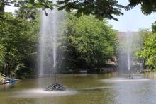 Humedales de la región son hábitat de aves migratorias