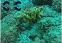 Urgen mejores prácticas de buzos en Los Arcos de Mismaloya