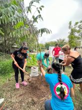 Participación de profesores y estudiantes del Centro Universitario de la Costa en la Mega arborización 2024 Puerto Vallarta