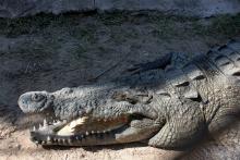 Afectan a población de cocodrilos en Vallarta y Bahía de Banderas