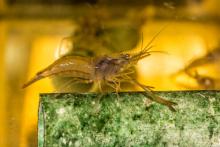 Presentarán expertos avances en investigación y cultivo de langostinos