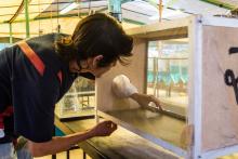 Peces de río podrían auxiliar en control del mosquito transmisor del dengue