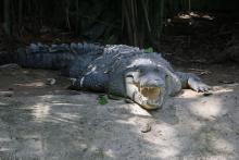 Participa CUCosta en monitoreo de cocodrilo de río que patrocina CONABIO