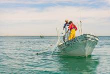 “Sí las Vedas no se Respeten Reducirá la Población de Organismos Marinos” Investigador del CUCosta Doctor Badillo Zapata