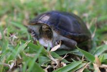 Desde su registro como nueva especie, la tortuga “Casquito de Vallarta” se consignó en peligro de extinción