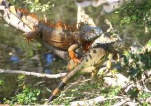 Celebra Reptilario Cipactli del CUCosta 25 Años de proteger reptiles en la región