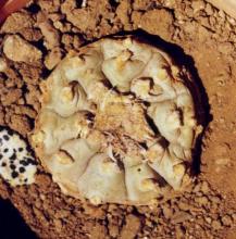 Libro de investigadores del CUC presente en todas las bibliotecas de escuelas públicas de educación primaria de México