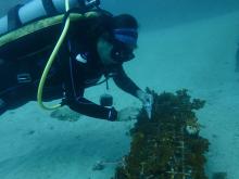 El impacto del huracán “Roslyn” causó daños en un 95 % del coral Islas Marietas