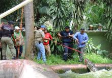 Preservar a los cocodrilos es conservar nuestros ecosistemas