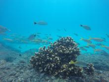 Proyecto de restauración coralina del CUCosta es reconocido entre los 500 mejores de Premios Verdes 2025
